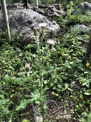 Cirsium osterhoutii