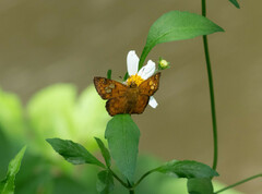 Pseudocoladenia dan