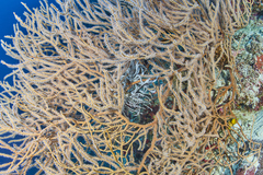 Subergorgia suberosa