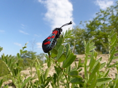 Zygaena oxytropis