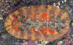 Mopalia spectabilis image