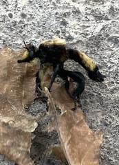 Laphria lata