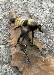 Laphria lata