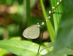 Leptosia nina