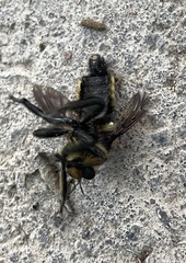 Laphria lata