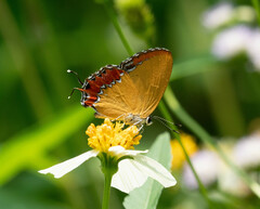 Heliophorus epicles