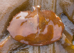 Cryptolithodes sitchensis