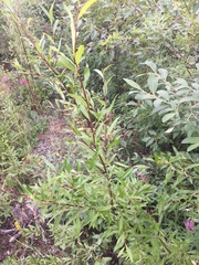 Salix arbusculoides