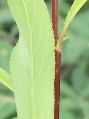 Salix arbusculoides