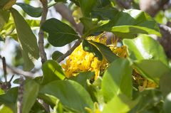 Deplanchea tetraphylla