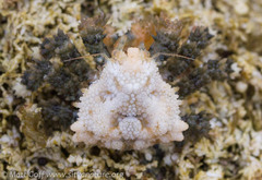 Phyllolithodes papillosus