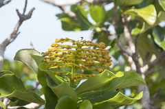 Deplanchea tetraphylla