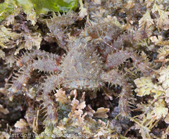 Hapalogaster grebnitzkii