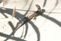 Sphenomorphus incognitus