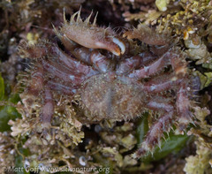 Hapalogaster grebnitzkii