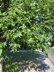 Fraxinus pennsylvanica