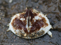 Cryptolithodes sitchensis