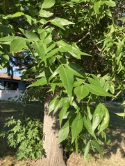 Fraxinus pennsylvanica