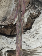 Bromus pumpellianus