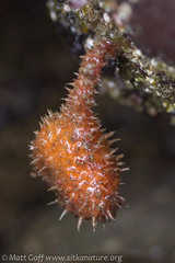 Boltenia villosa