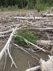 Bromus pumpellianus