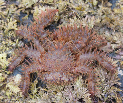 Hapalogaster mertensii