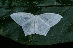 Acropteris illiturata