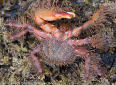 Hapalogaster mertensii