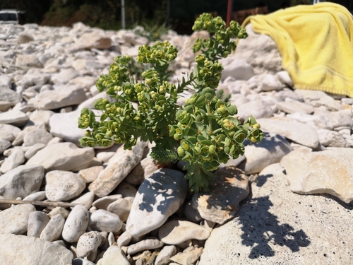 Obalna mlječika (Euphorbia paralias)