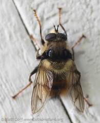 Criorhina bubulcus