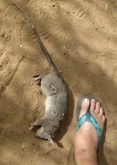 Cricetomys gambianus