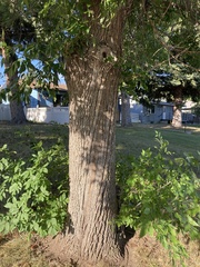 Fraxinus pennsylvanica