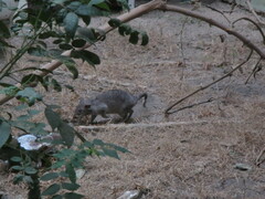 Cricetomys gambianus