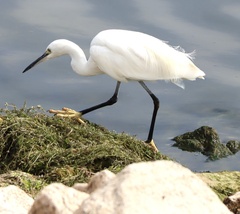 Egretta garzetta