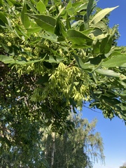 Fraxinus pennsylvanica