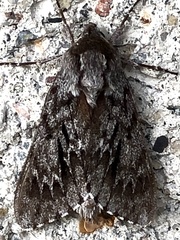 Lapara bombycoides