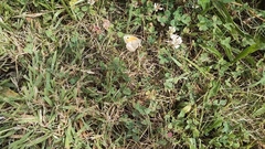 Coenonympha pamphilus