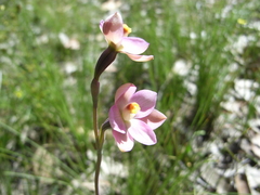 Thelymitra carnea
