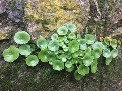 Umbilicus rupestris