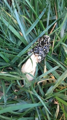 Phallus impudicus impudicus