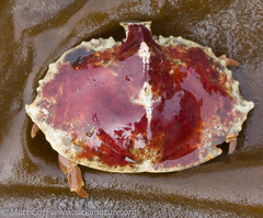 Cryptolithodes sitchensis