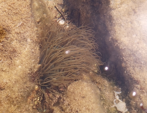 Smeđa vlasulja (Anemonia viridis)
