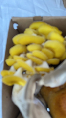 Pleurotus citrinopileatus