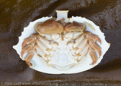 Cryptolithodes sitchensis