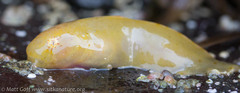 Liparis mucosus