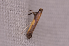 Caloptilia superbifrontella