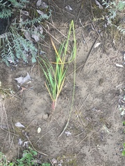 Leymus innovatus