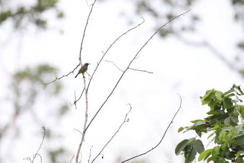 Reichenbach's Sunbird (Anabathmis reichenbachii), photo 10