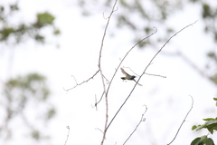 Anabathmis reichenbachii