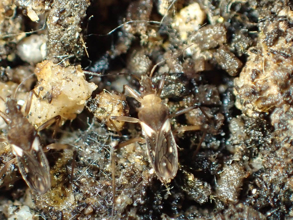 Macrovelia hornii
